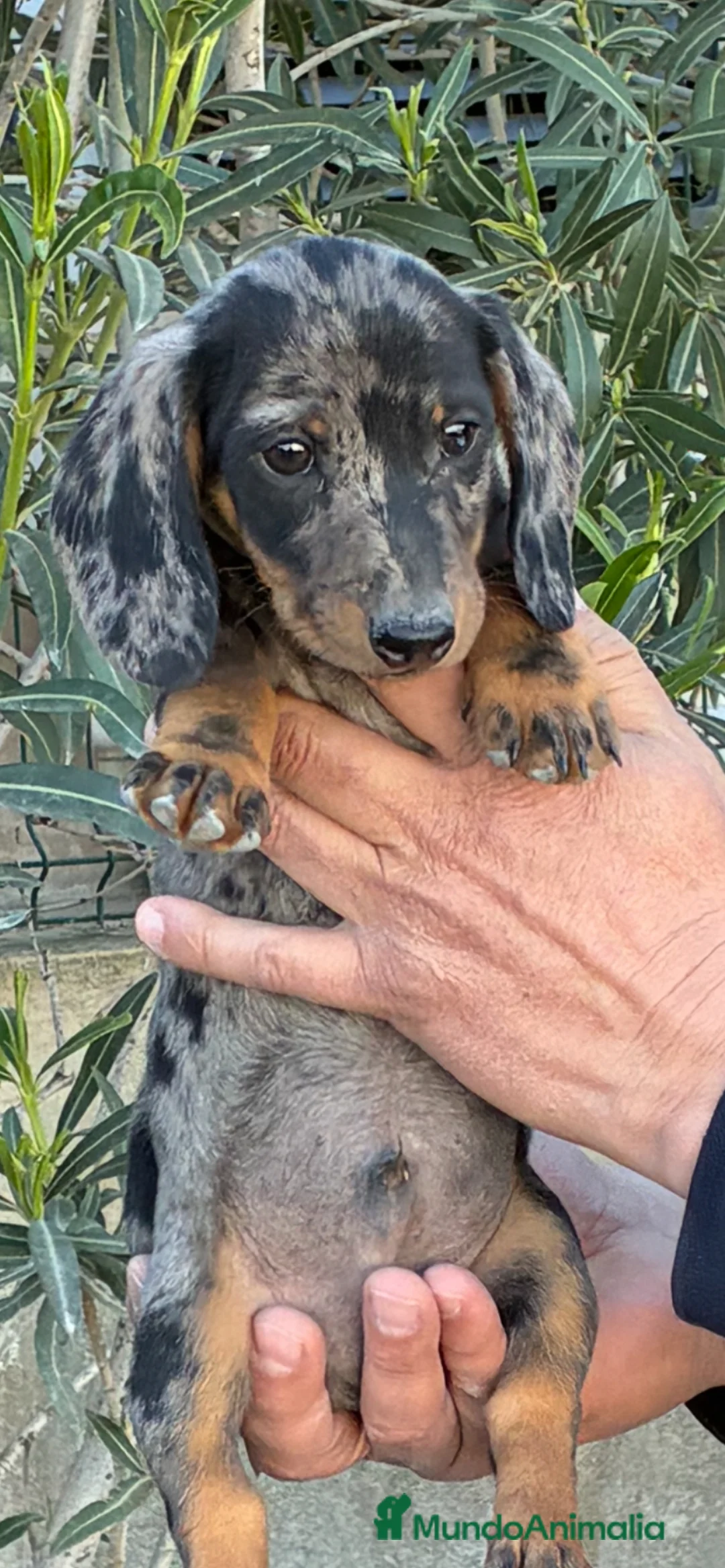Teckel Miniatura perros en venta: Cachorros de Teckel miniatura  - Anuncio 1