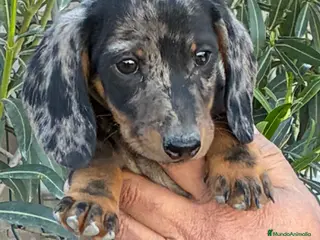 Teckel Miniatura perros Cachorros de Teckel miniatura - Anuncio 20