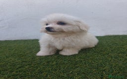 Bichón Maltés perros en venta: Bichon maltés toy - Imagen 4