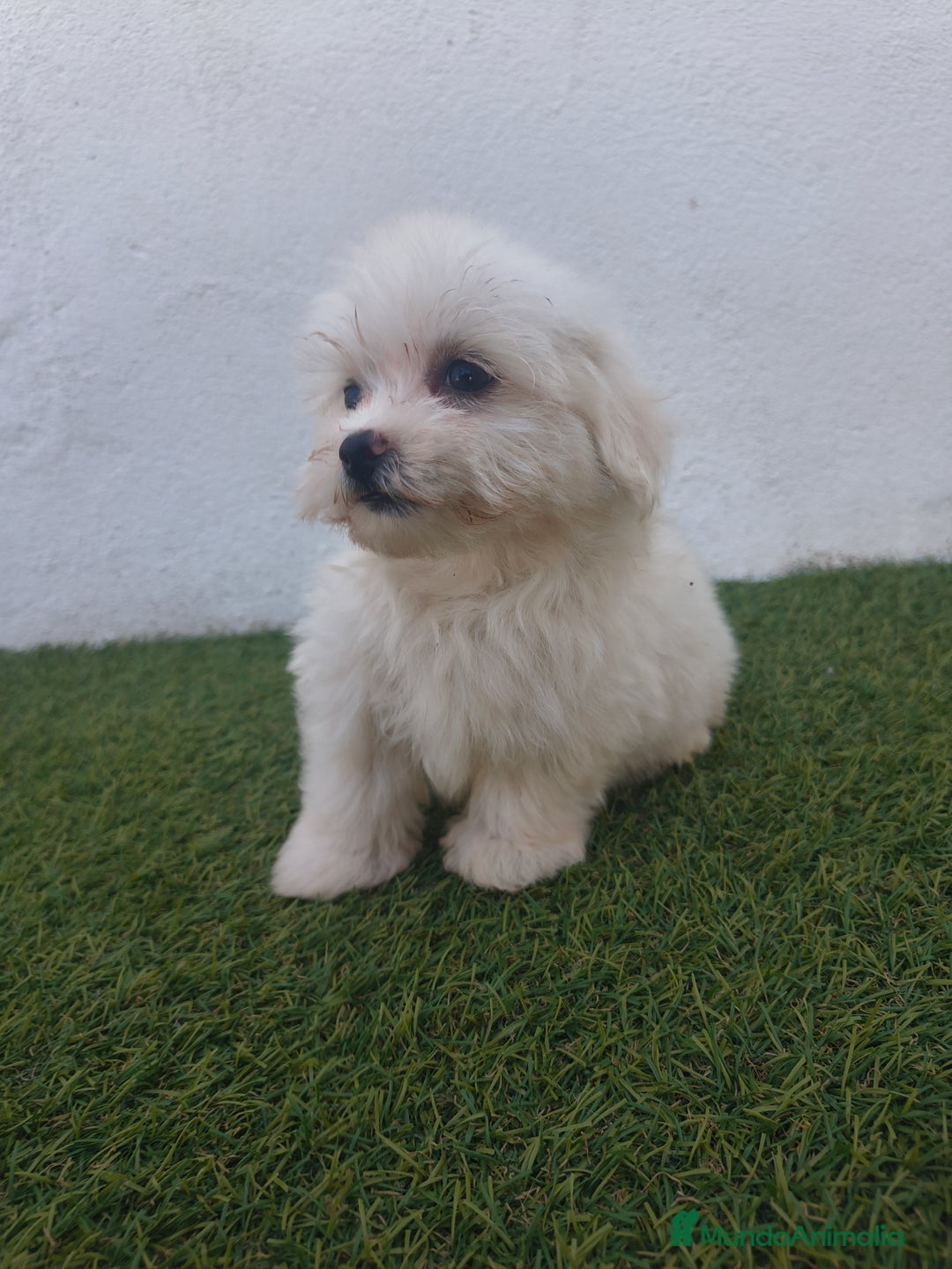 Bichón Maltés perros en venta: Bichon maltés toy - Imagen 4