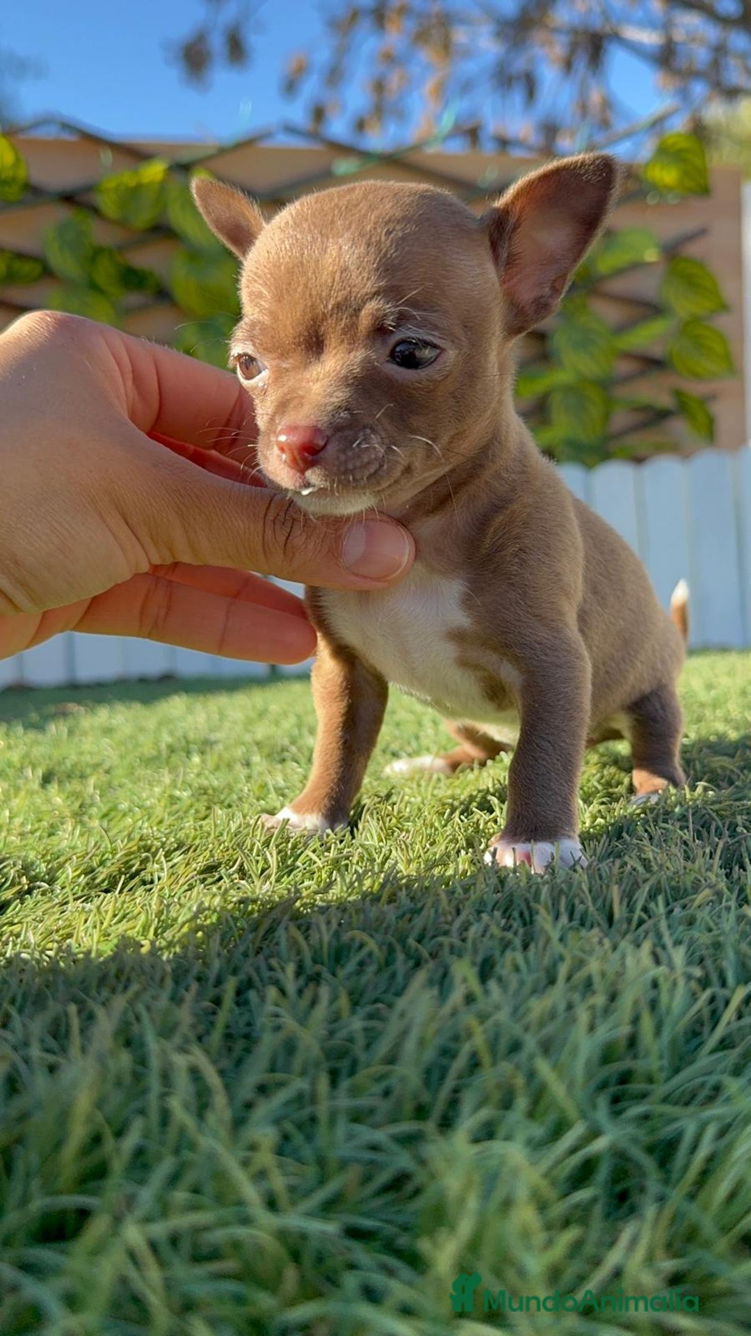 Chihuahua perros en venta: CHIHUAHUA HEMBRA - Anuncio 4