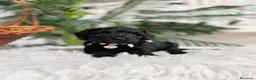 Caniche Enano perros en venta: CANICHES ENANAS HEMBRAS - Anuncio 4
