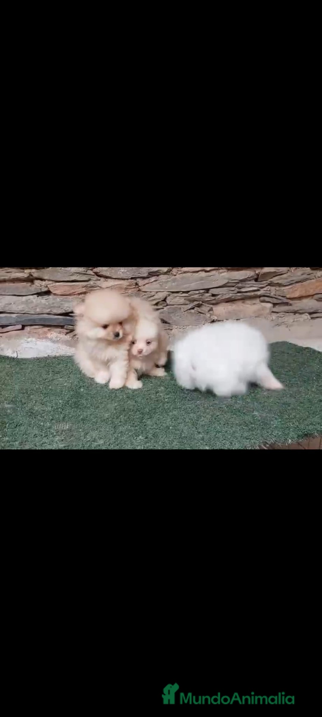 Pomerania perros en venta: Pomerania toy - Anuncio 3