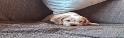 Cocker Spaniel Inglés perros en venta: Cachorritos de Cocker Spaniel Inglés ✨🐶 - Anuncio 3