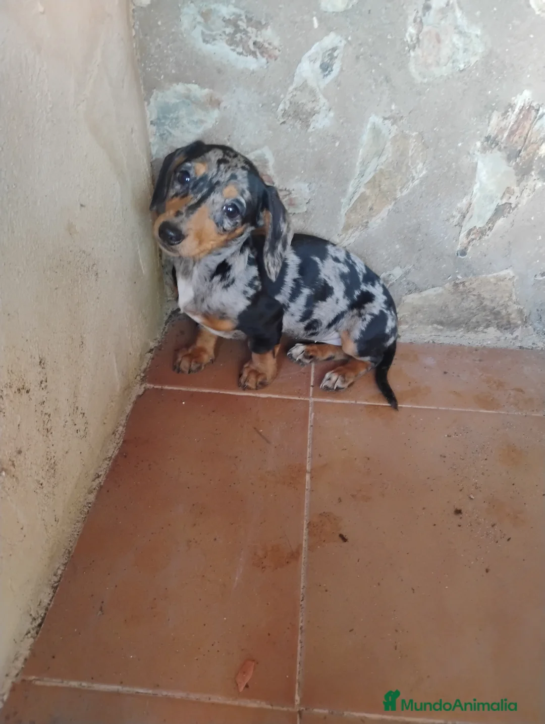 Teckel Miniatura perros en venta: Cachorra teckel arlequín plata miniatura  - Anuncio 2