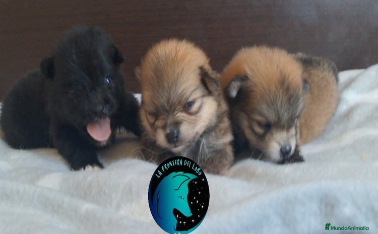 Pomerania perros - Anuncio 1