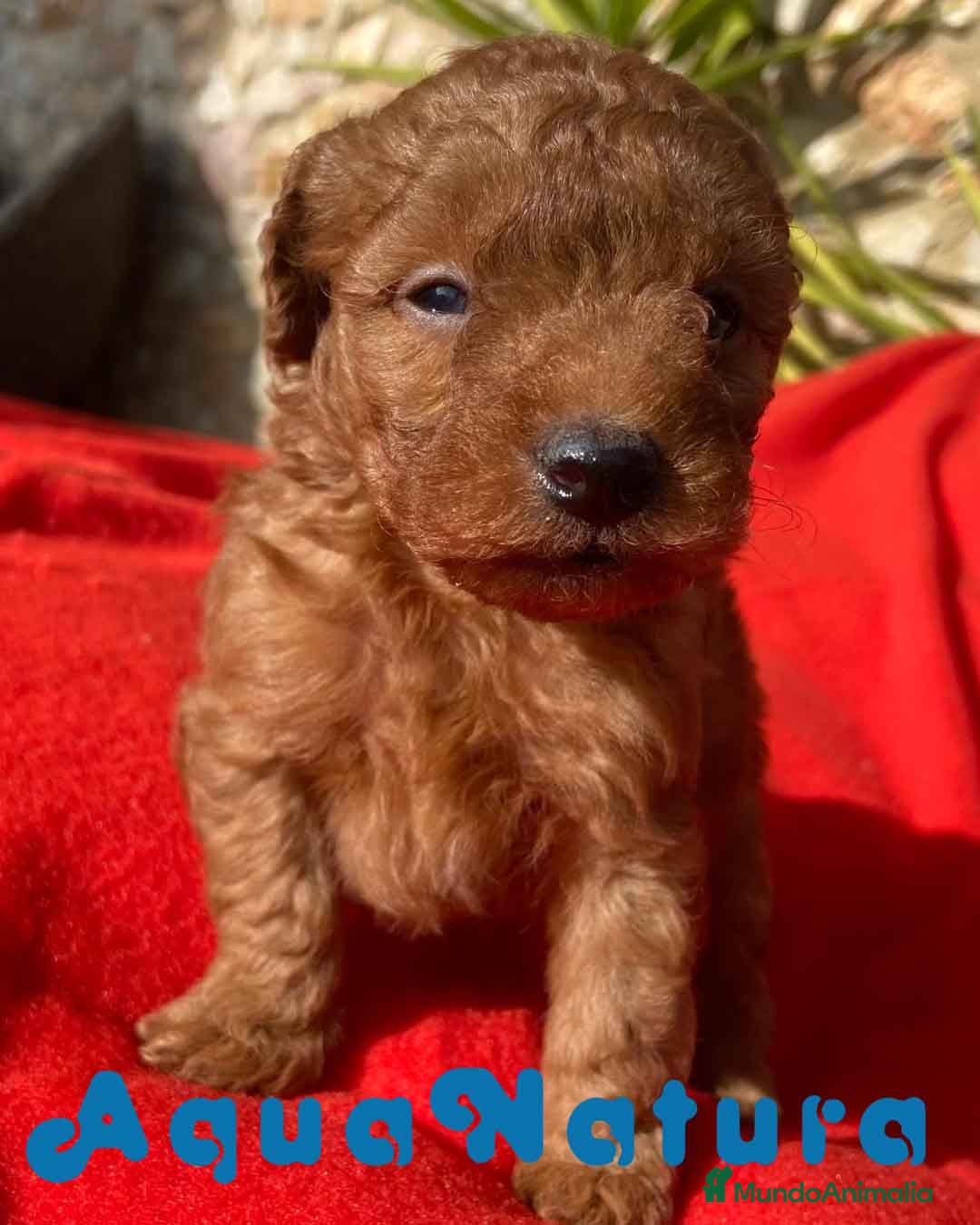 Caniche Toy perros Caniche Macho 7349 de Camila - AQUANATURA en Barcelona - Anuncio 2