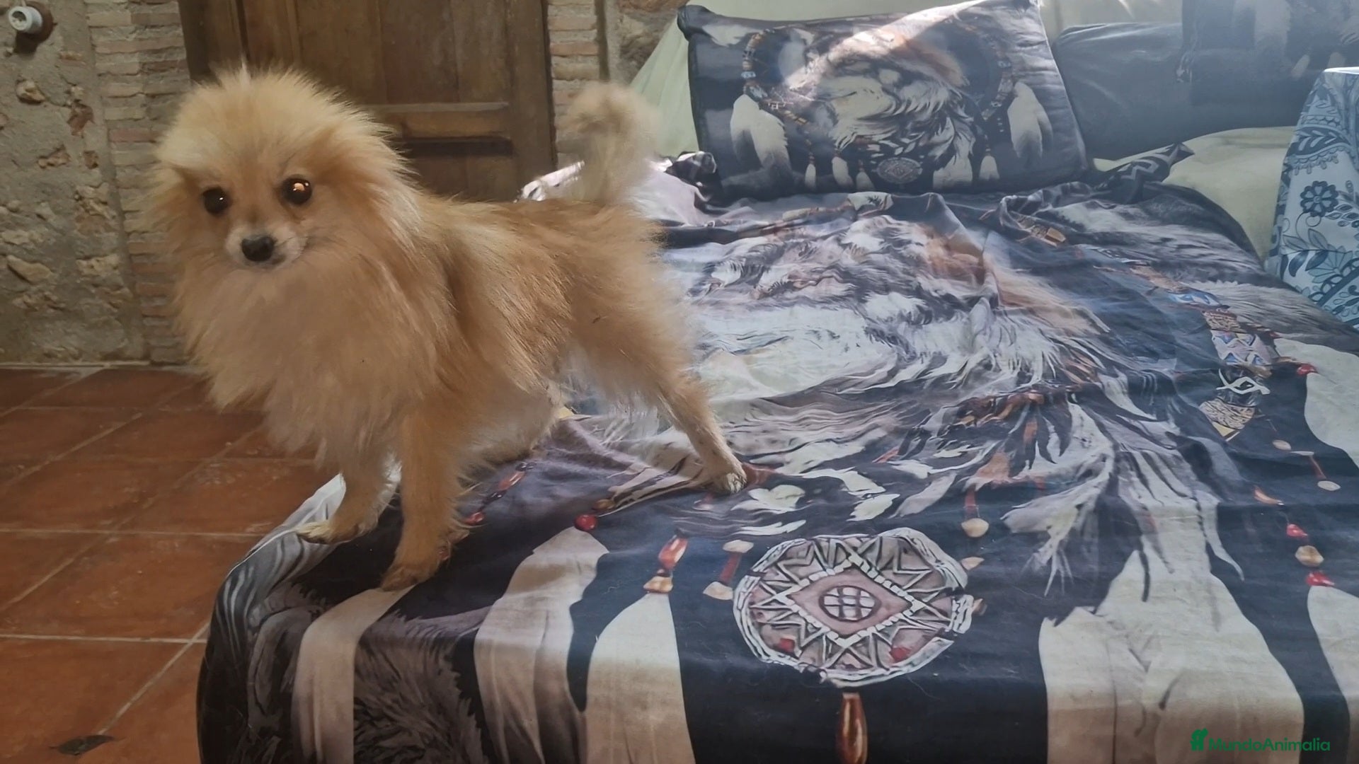 Pomerania perros Pomerania toy - Anuncio 2