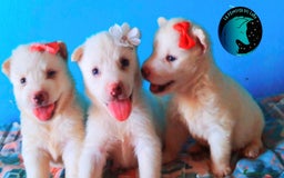 Husky Siberiano perros en venta: Husky siberiano  - Imagen 2