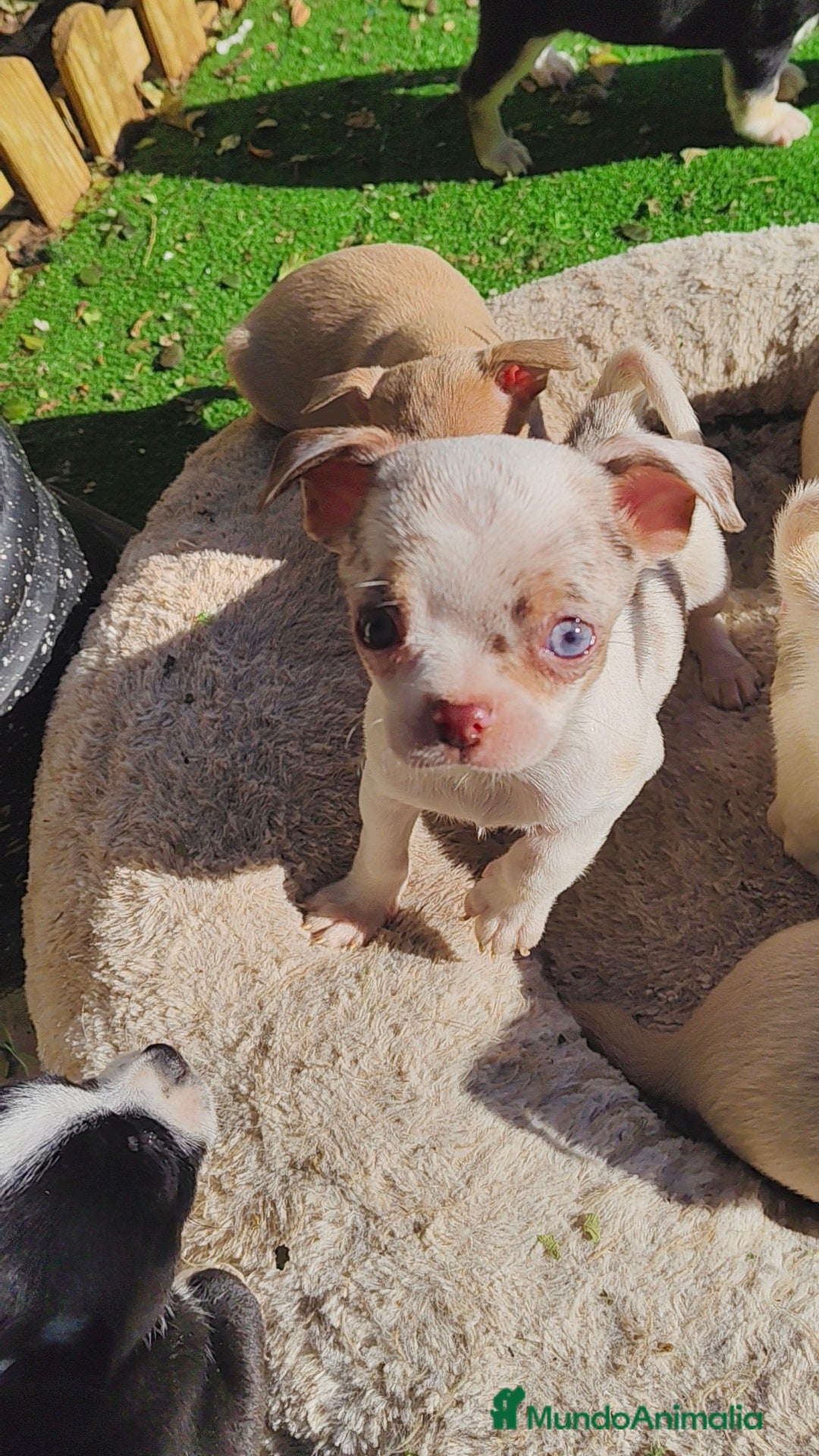 Chihuahua perros Chihuahua Toy colores exóticos  - Anuncio 21