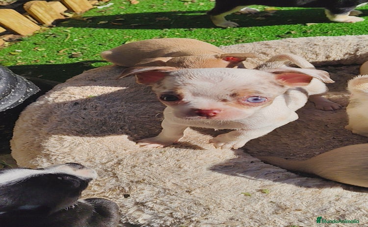 Chihuahua perros Chihuahua Toy colores exóticos  - Anuncio 3