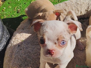 Chihuahua perros Chihuahua Toy colores exóticos - Anuncio 3