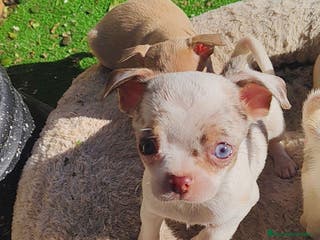 Chihuahua perros Chihuahua Toy colores exóticos - Anuncio 12