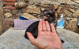 Bengalí gatos en venta: Bengalí charcoal en Cáceres - Imagen 3