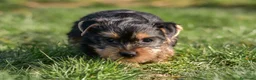 Yorkshire Terrier perros en venta: Yorkshire terrier macho disponible - Anuncio 5