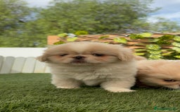 Pekinés perros en venta: PEKINES HEMBRAS - Imagen 18