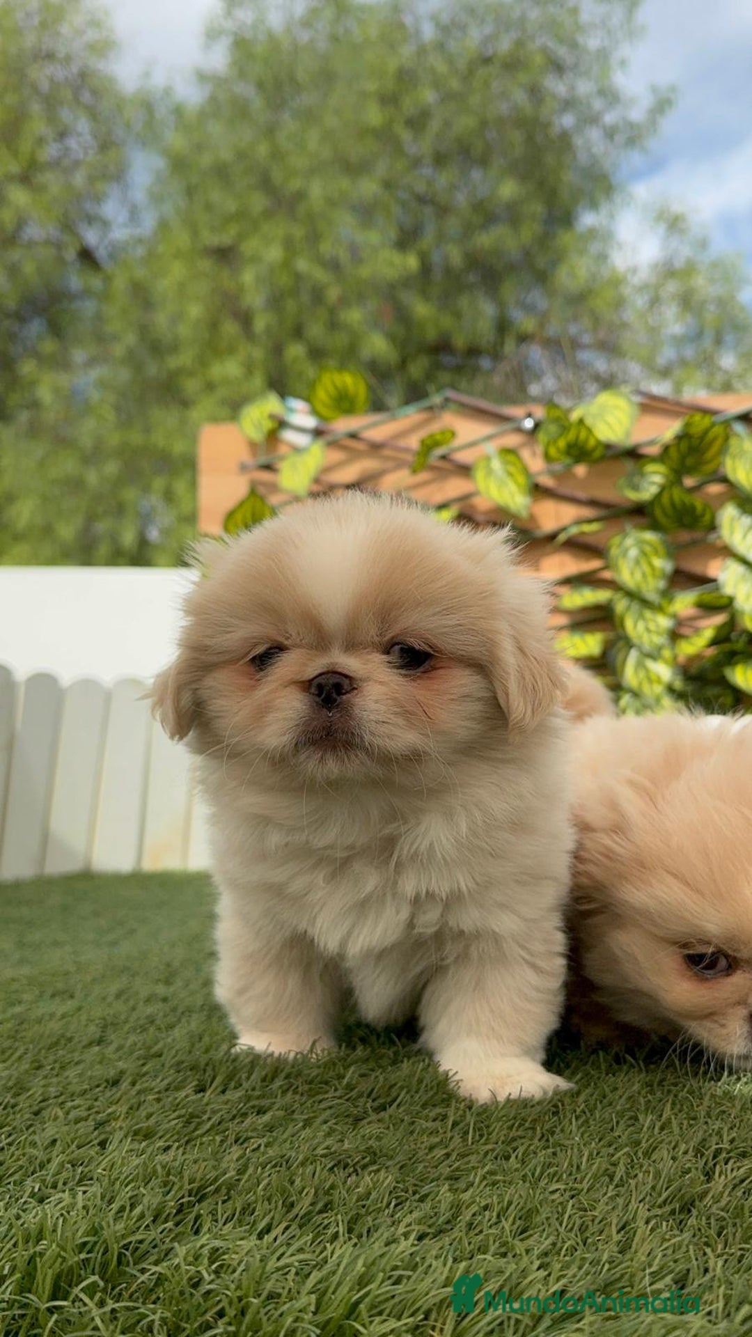 Pekinés perros en venta: PEKINES HEMBRAS - Imagen 18
