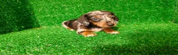 Teckel Miniatura perros en venta: Teckel miniatura  - Anuncio 10
