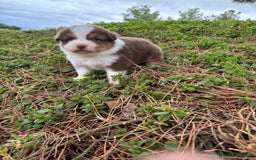 Pastor Australiano perros en venta: Pastor Australiano  - Imagen 6