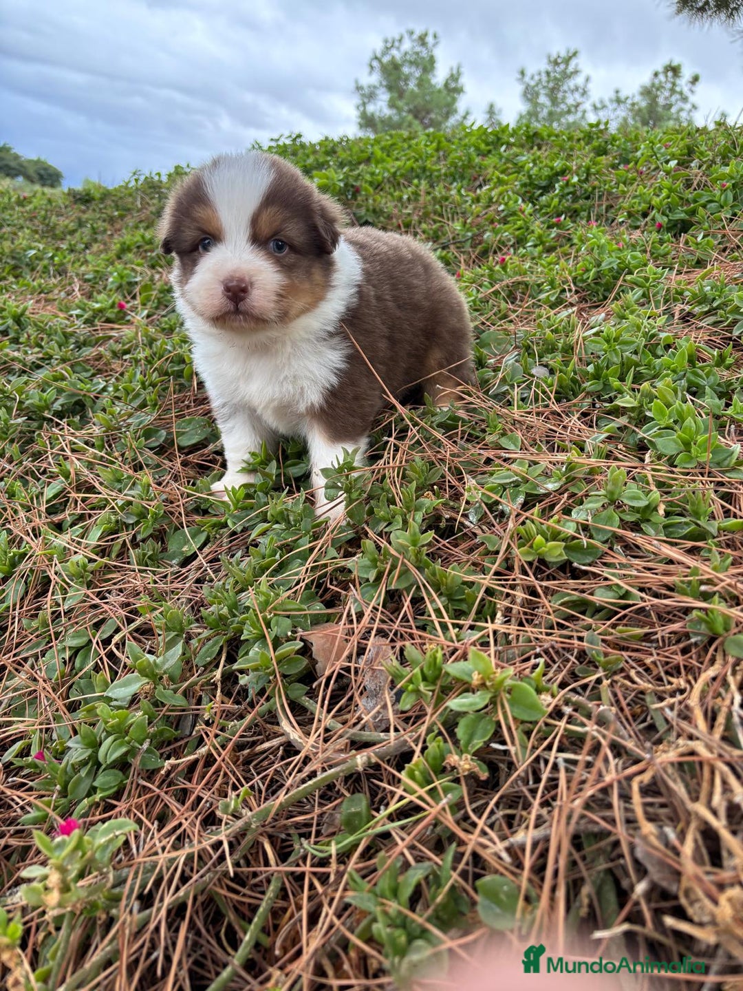 Pastor Australiano perros en venta: Pastor Australiano  - Imagen 6