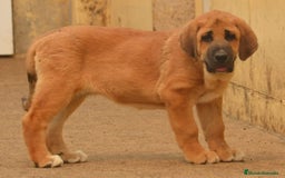 Mastín Español perros en venta: Mastín español - Imagen 1