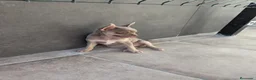 Chihuahua perros en venta: Chihuahua línea rusa machos  - Anuncio 6