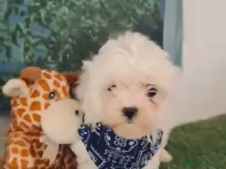 Bichón Maltés perros Bichón maltes mini - Anuncio 1