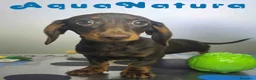 Teckel Miniatura perros en venta: Teckel Hembra DCD 7520 AQUANATURA - Anuncio 2