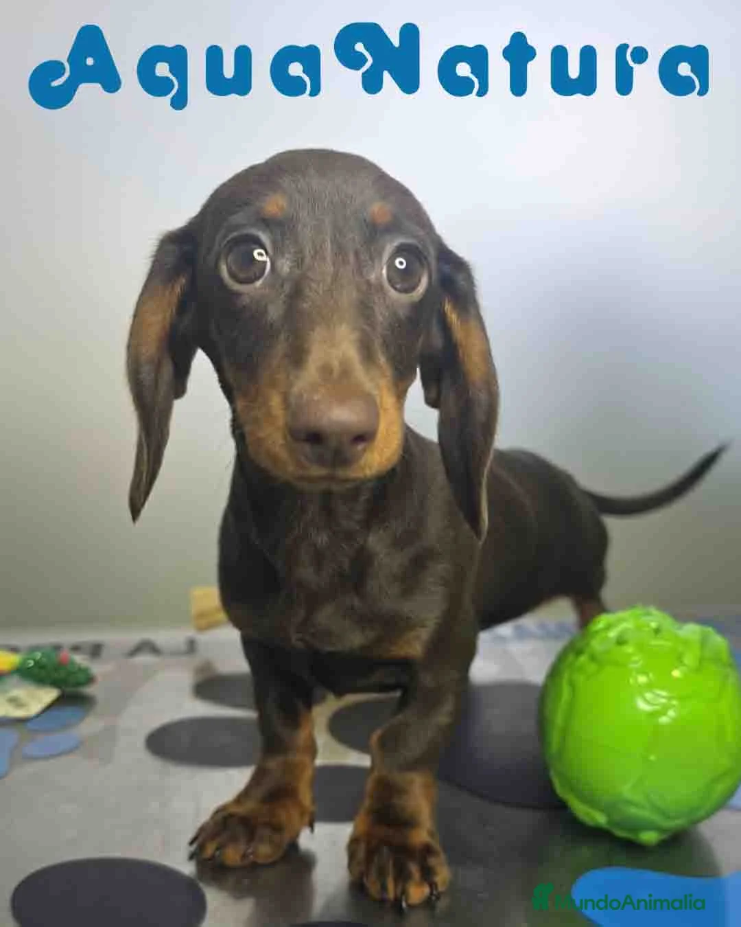 Teckel Miniatura perros en venta: Teckel Hembra DCD 7520 AQUANATURA - Anuncio 2