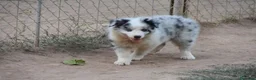 Border Collie perros en venta: Cachorro de Border Collie disponibles - Anuncio 15