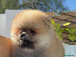 Pomerania perros POMERANIA MACHO - Anuncio 2