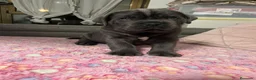 Cane Corso perros en venta: IMPRESIONANTES CANE CORSOS en Alicante - Anuncio 3