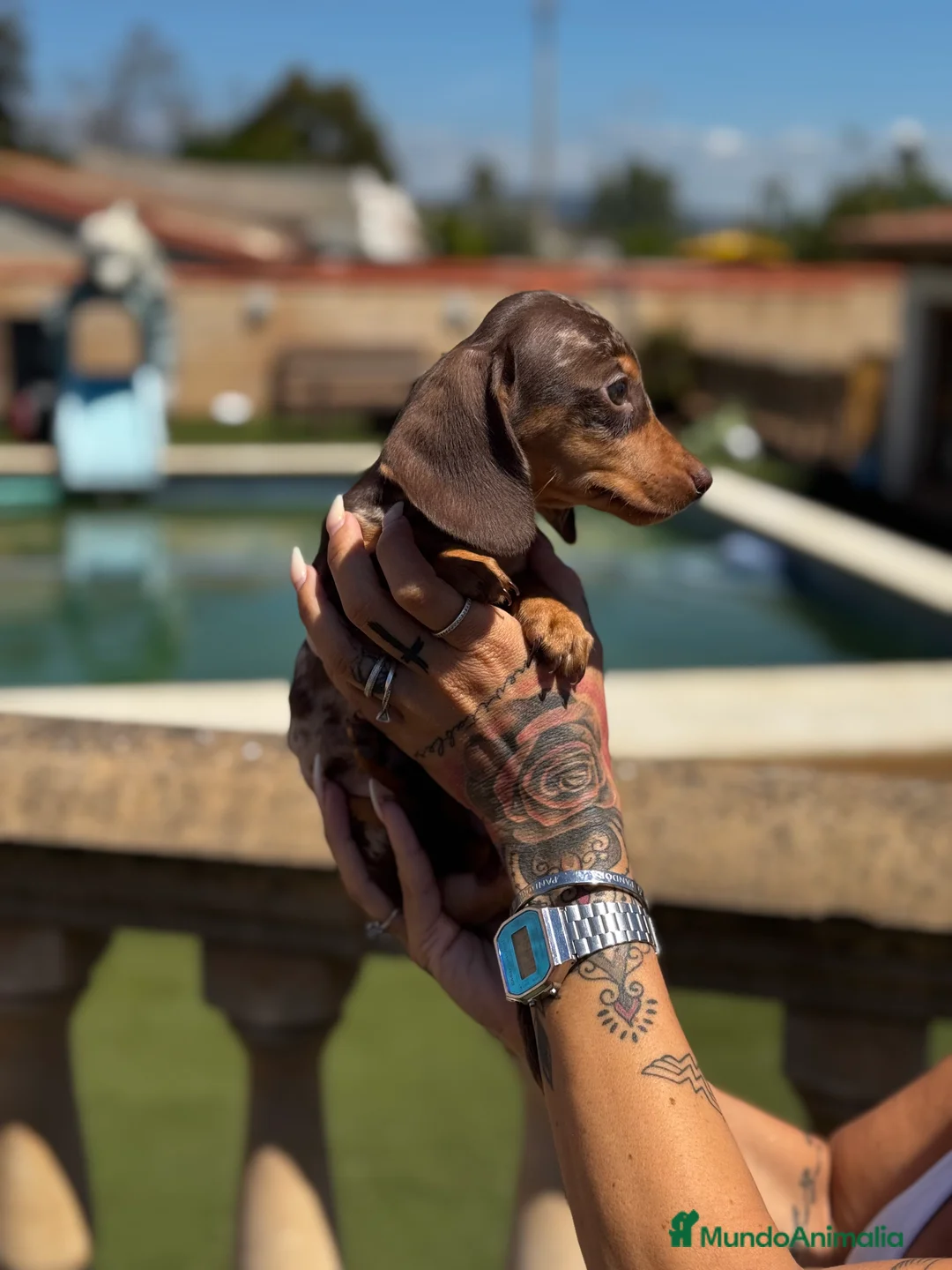 Teckel Miniatura perros en venta: Teckel mni en Illes Balears - Anuncio 8