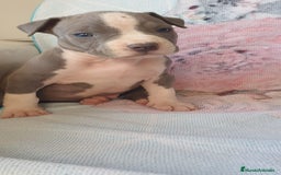 American Staffordshire-Terrier perros en venta: American Stanford  - Imagen 2