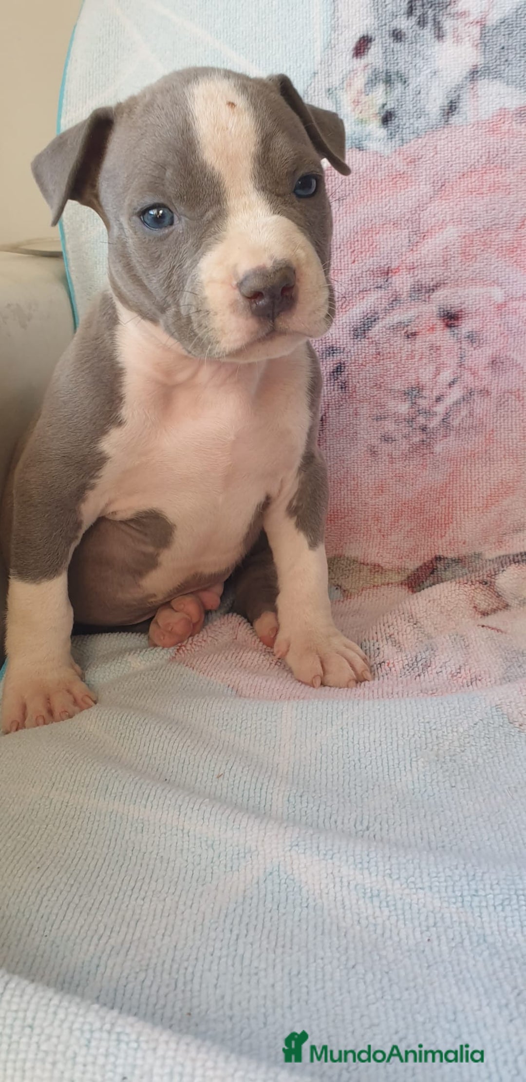 American Staffordshire-Terrier perros en venta: American Stanford  - Imagen 2