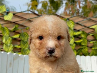 Perro de Agua Español perros PERRO DE AGUA ESPAÑOL - Anuncio 3