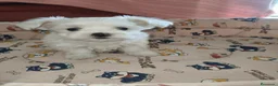 Bichón Maltés perros en venta: Bichon maltes Toy  - Anuncio 3