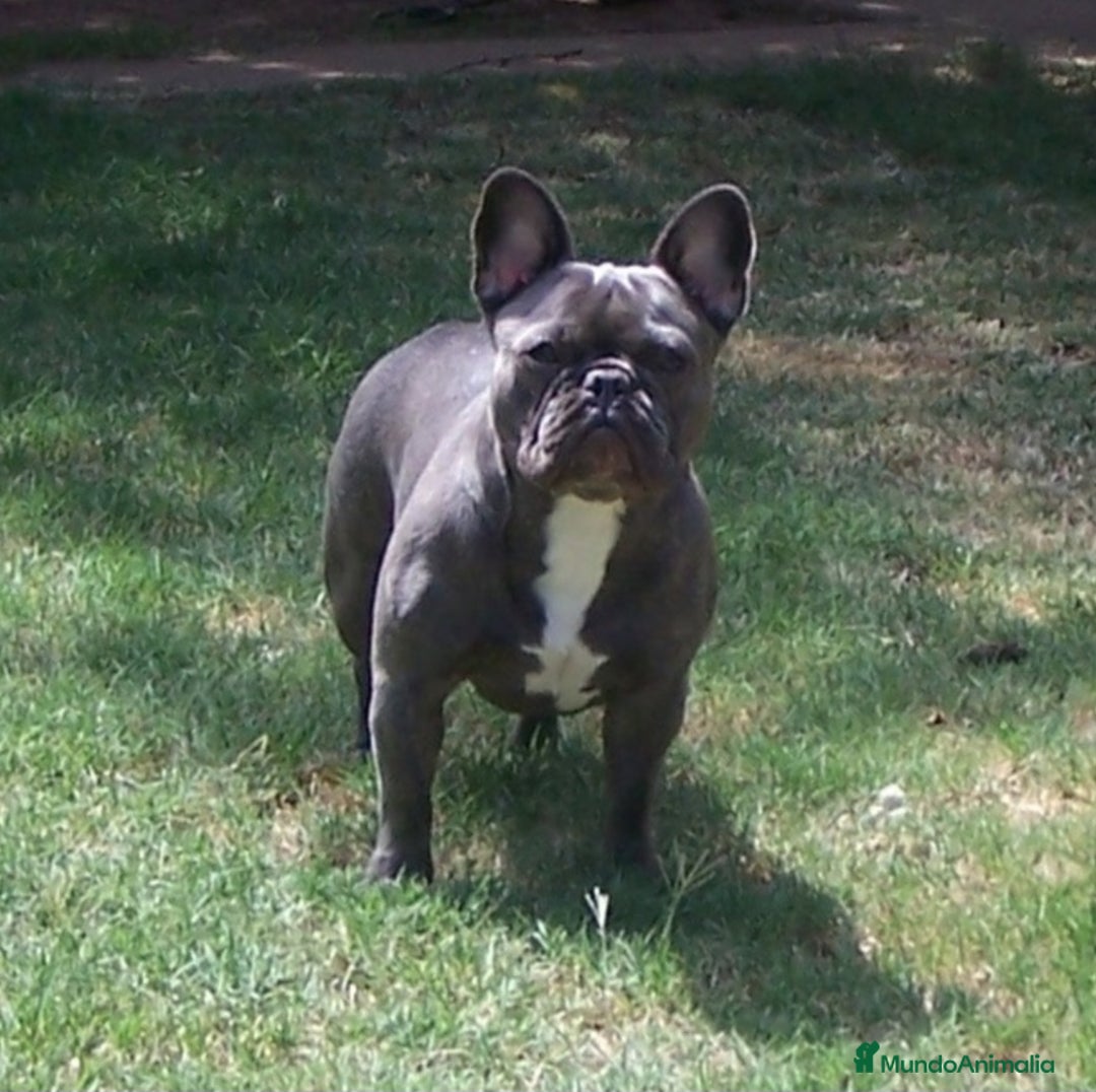 Bulldog Francés perros en venta: ‼️‼️BULLDOG FRANCES EXÓTICOS  - Imagen 3