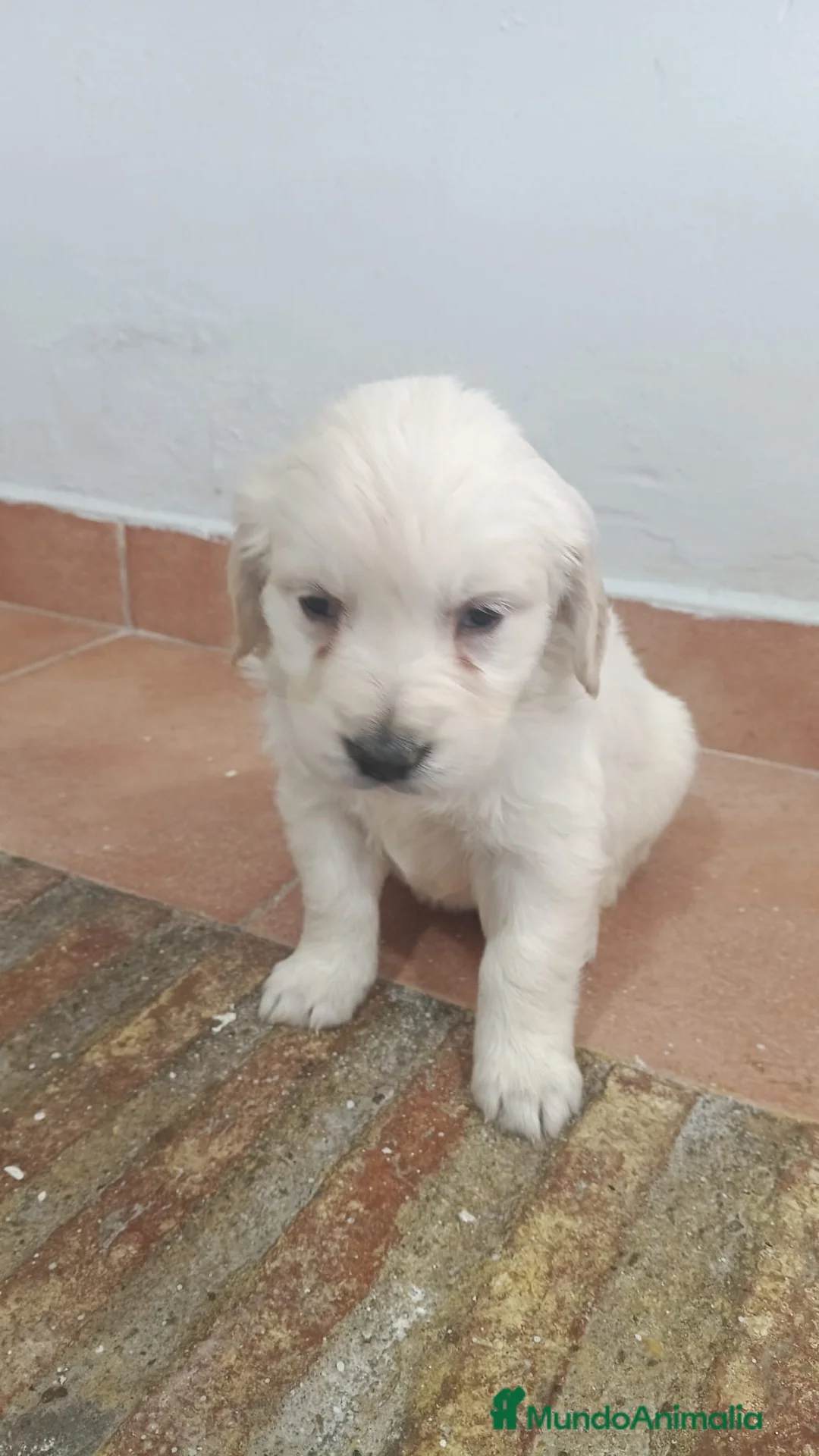 Golden Retriever perros en venta: Preciosos golden retriever línea americana  - Anuncio 2