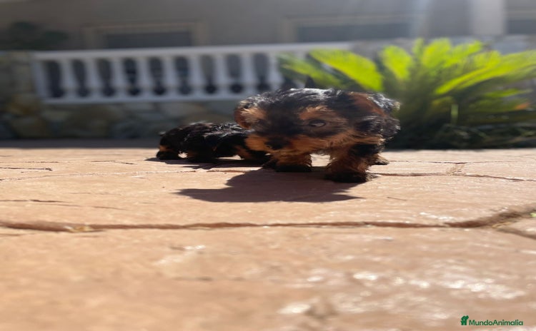 Yorkshire Terrier perros - Propaganda 9