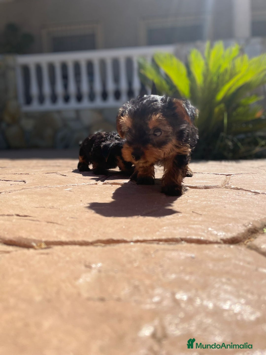 Yorkshire Terrier perros en venta: yorkshire miniatura - Imagen 1