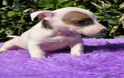Jack Russell Terrier perros en venta: Jack russell bicolor - Imagen 7