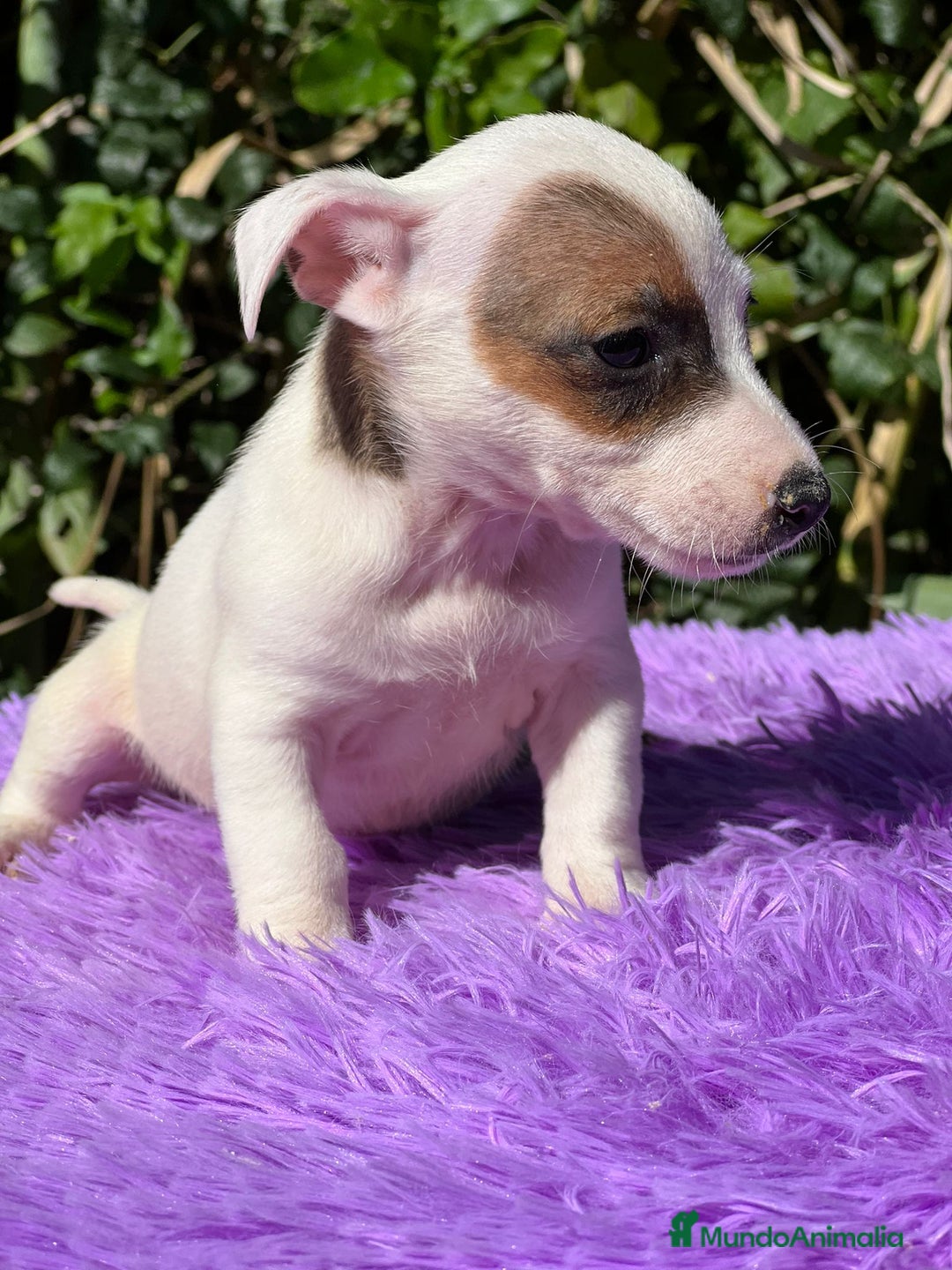 Jack Russell Terrier perros en venta: Jack russell bicolor - Imagen 7