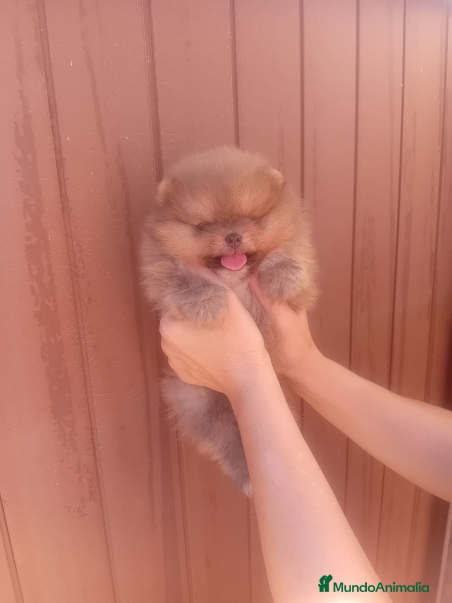 Pomerania perros ‼️‼️ pomerania toy osito - Anuncio 1