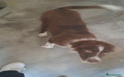 Border Collie perros en venta: Border collie  - Imagen 3