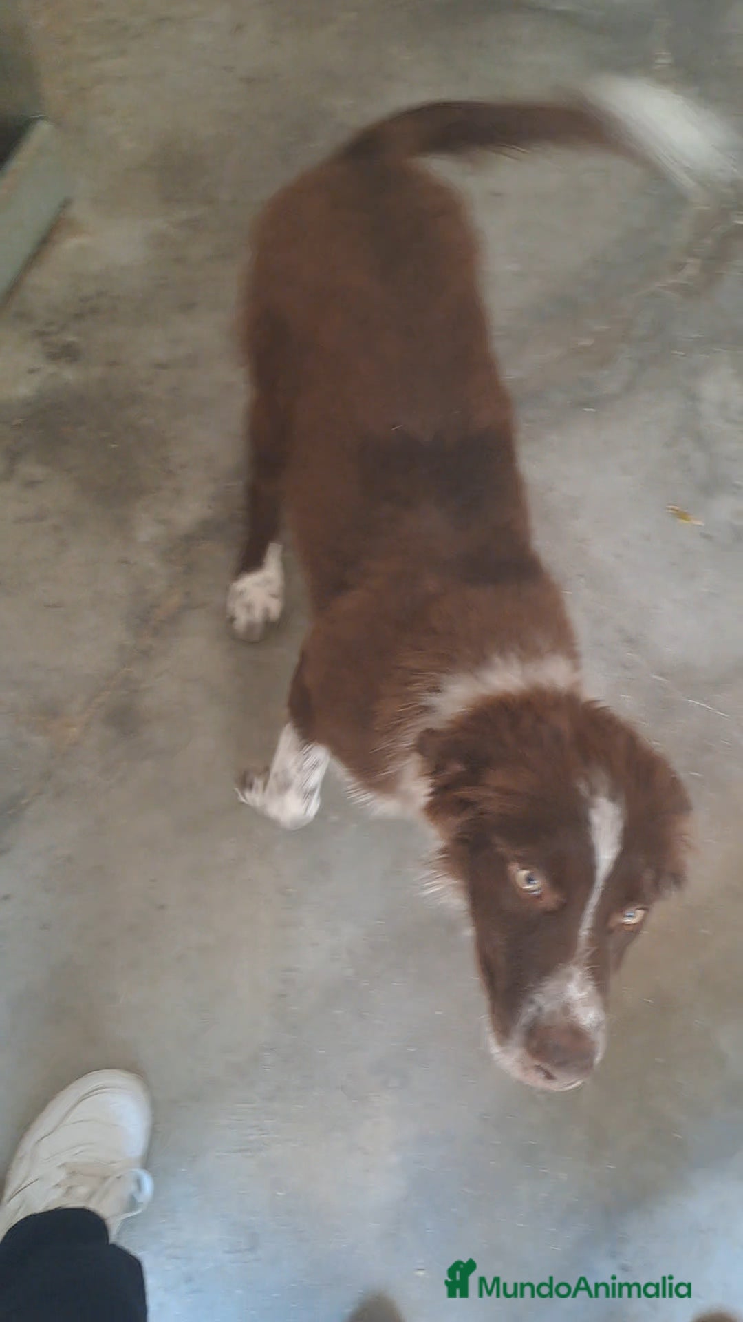 Border Collie perros en venta: Border collie  - Imagen 3