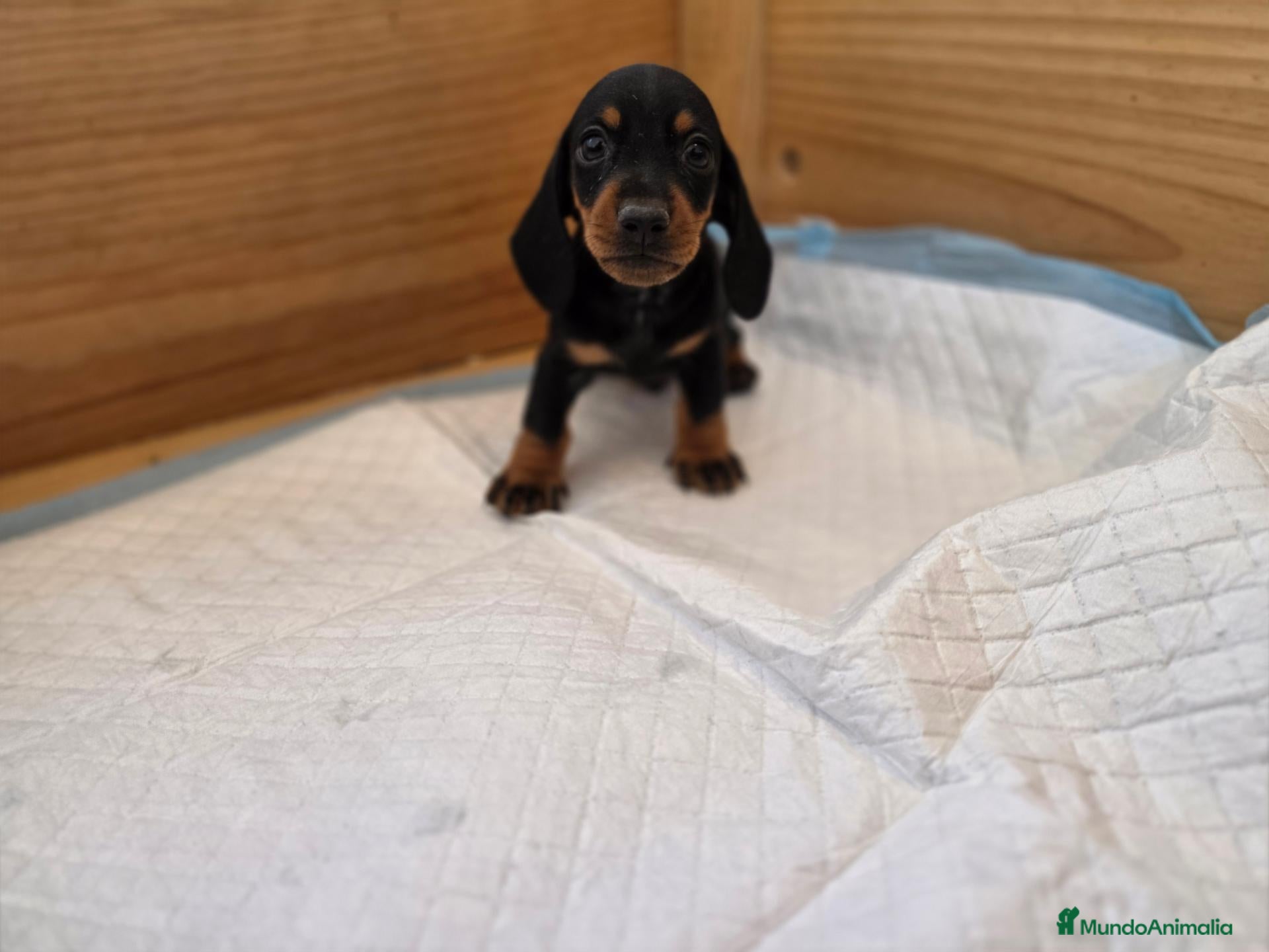 Teckel Miniatura perros TECKEL KANNINCHEN - Anuncio 1