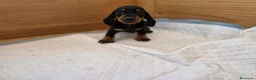 Teckel Miniatura perros en venta: TECKEL KANNINCHEN - Anuncio 1