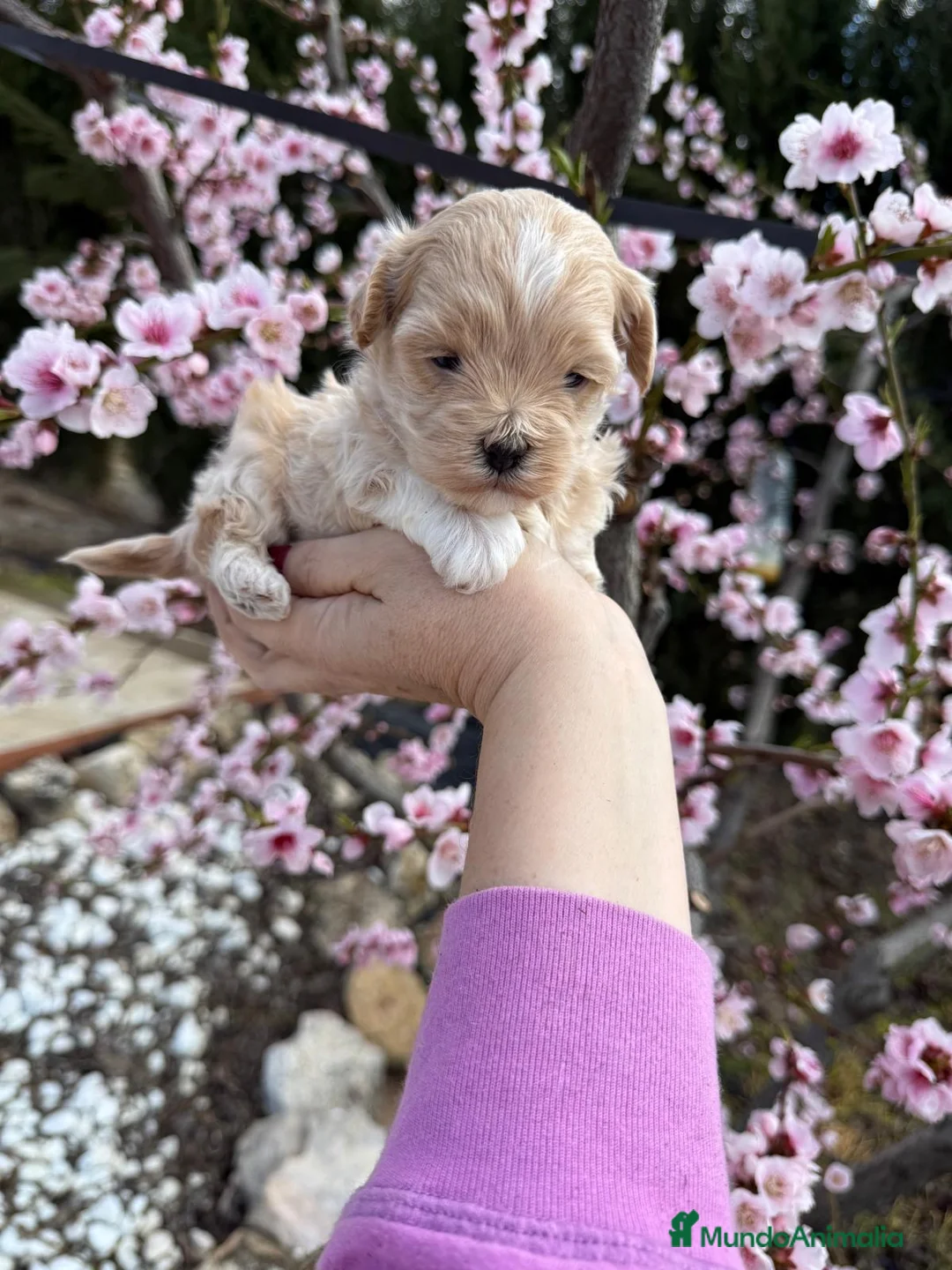 Maltipoo perros en venta: Maltipoo Hembra disponible !!! - Anuncio 10