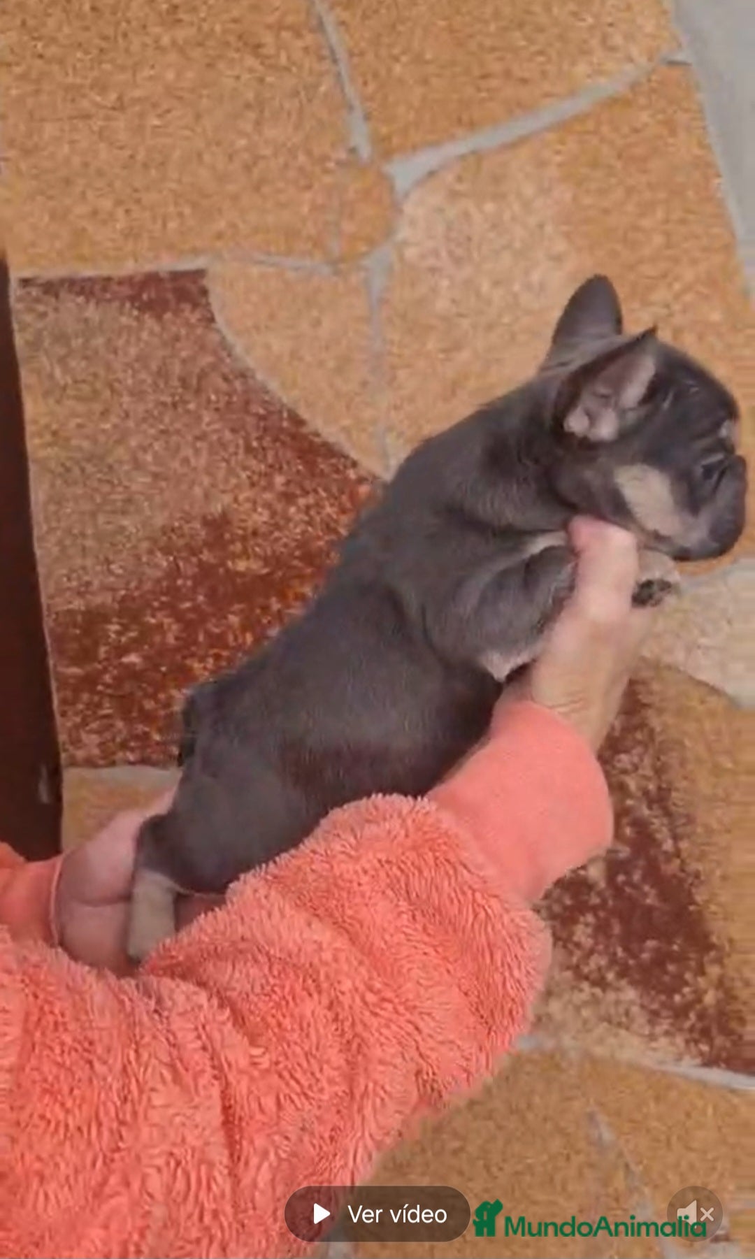 Bulldog Francés perros en venta: ‼️‼️BULLDOG FRANCES  - Imagen 2